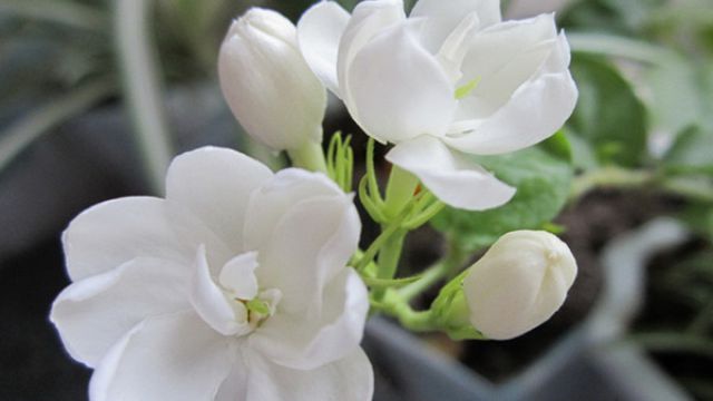 茉莉花花语 茉莉花花语