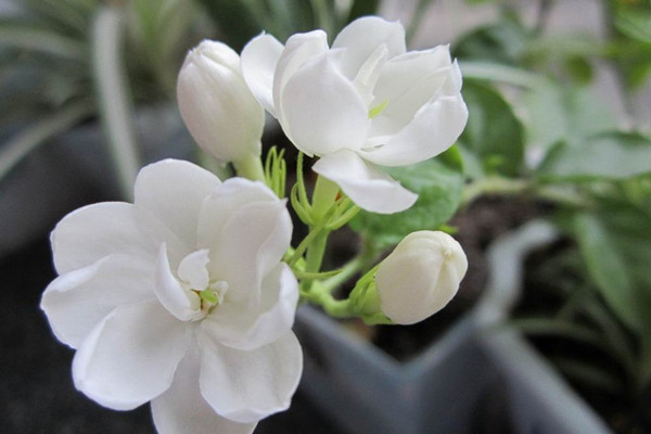 茉莉花可以放在卧室吗 茉莉花可以放在卧室吗