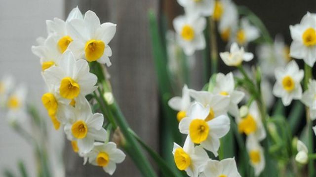 水仙花的传说 水仙花的传说