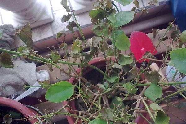 茉莉花掉叶子怎么办 茉莉花掉叶子怎么办