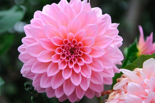 大丽花花图赏析 大丽花花图赏析