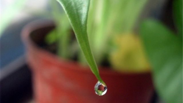 滴水观音水养方法 滴水观音水养方法