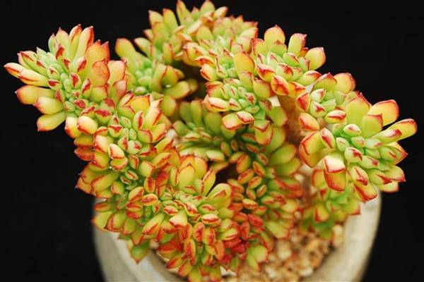 多肉植物酥皮鸭叶子发黄怎么办 多肉植物酥皮鸭叶子发黄怎么办
