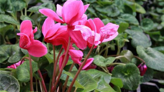 怎样才能让仙客来提前开花 怎样才能让仙客来提前开花