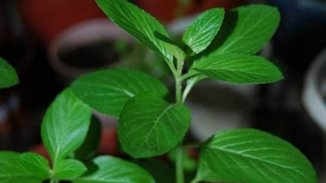 胡椒薄荷怎么养 胡椒薄荷怎么养