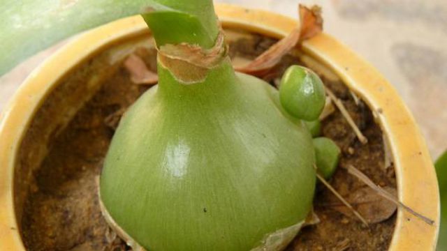 虎眼万年青的养殖方法 虎眼万年青的养殖方法