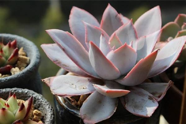 多肉植物浇水的分析 多肉植物浇水的分析