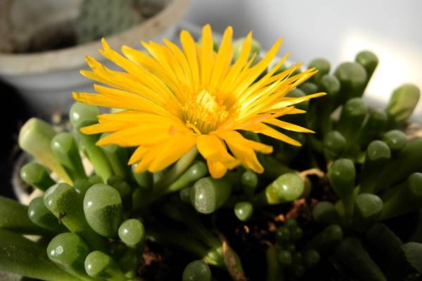 多肉植物开花图片 多肉植物开花图片