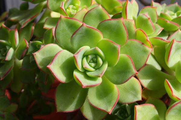 花中生命之石莲花 花中生命之石莲花
