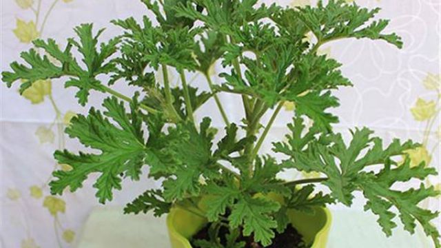 驱蚊草怎么养 驱蚊草怎么养
