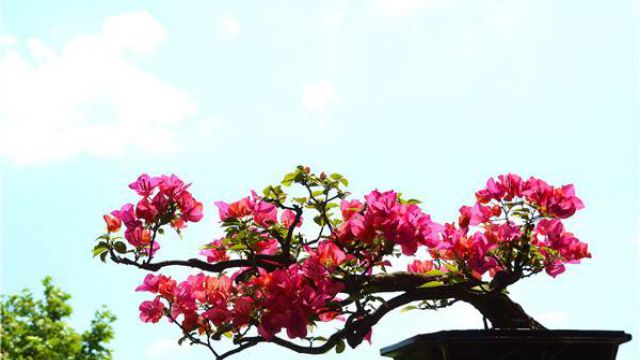 三角梅盆景制作方法 三角梅盆景制作方法