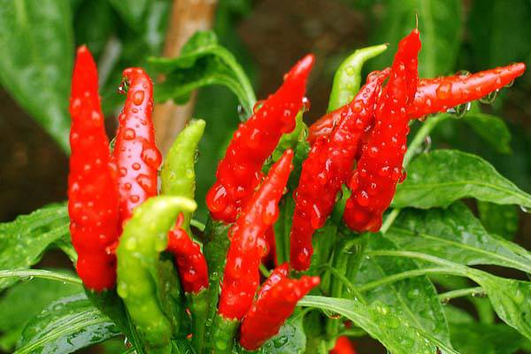 「阳台种菜视频」辣椒 「阳台种菜视频」辣椒