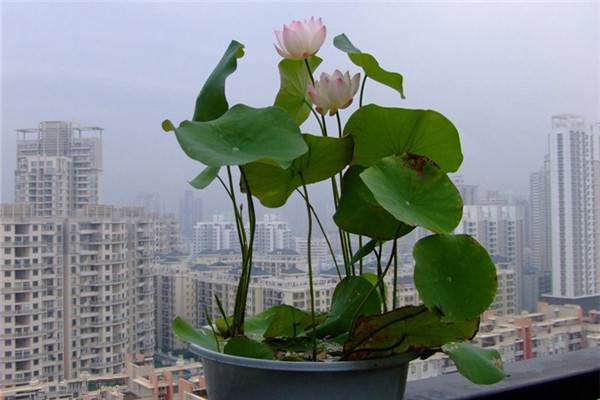 碗莲图片 碗莲图片