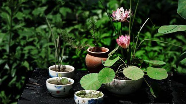 碗莲什么时候开花 碗莲什么时候开花