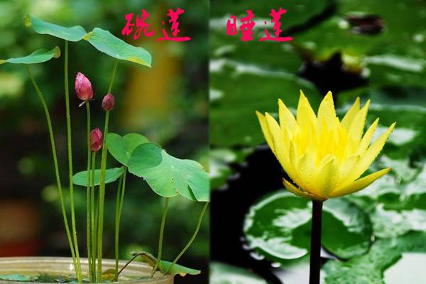 睡莲和碗莲的区别 睡莲和碗莲的区别