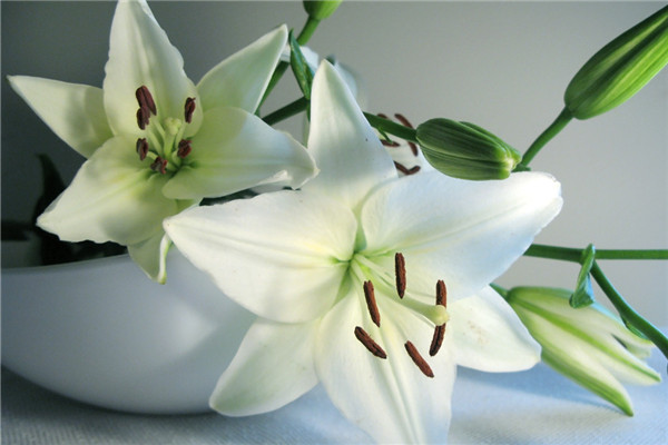 百合花有毒吗 百合花有毒吗