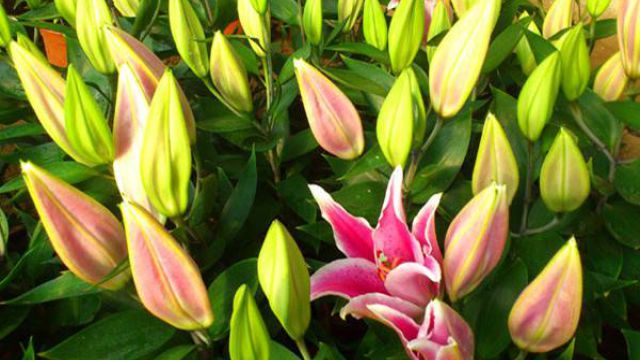百合花种球种植 百合花种球种植