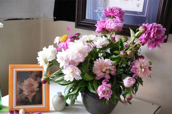 芍药插花特点 芍药插花特点