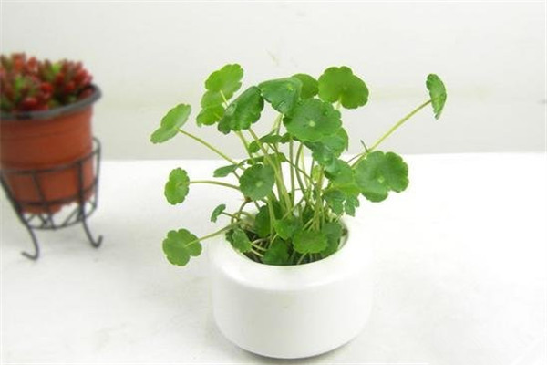 铜钱草的水培方法 铜钱草的水培方法