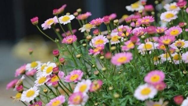 「图解」玛格丽特花修剪 「图解」玛格丽特花修剪