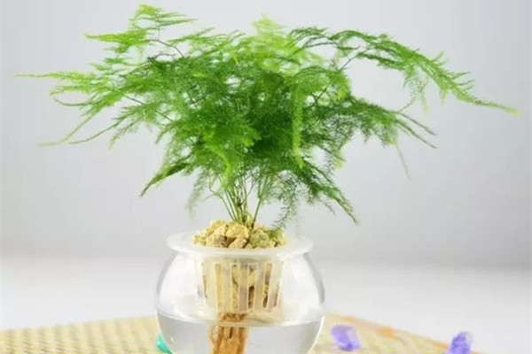 文竹修剪矮壮技巧都在这,再也不用担心它疯长啦 文竹修剪矮壮技巧都在这,再也不用担心它疯长啦