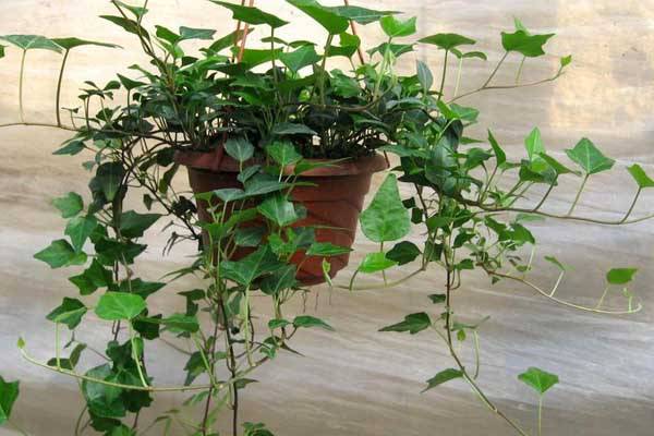 哪些植物适合扦插 哪些植物适合扦插