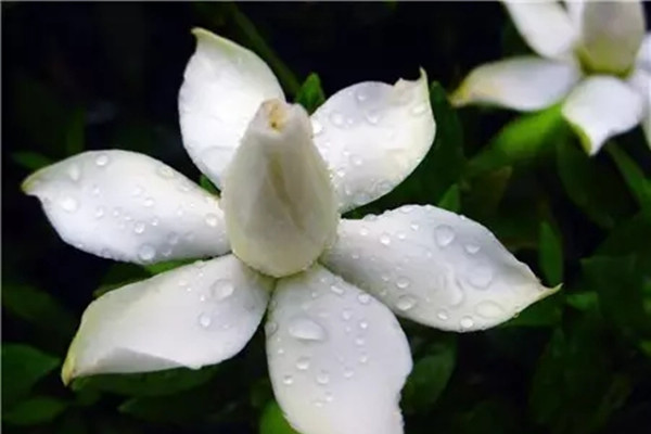 栀子花、木槿花、南瓜花都很好吃 栀子花、木槿花、南瓜花都很好吃