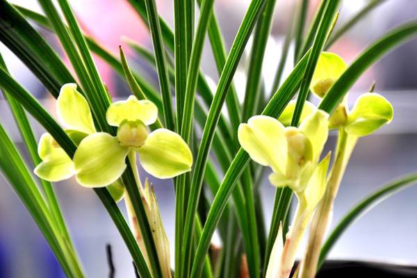 带着“兰”字,却不是真正兰花的植物 带着“兰”字,却不是真正兰花的植物