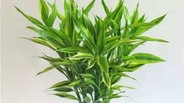 水培富贵竹十大养护要点 水培富贵竹十大养护要点