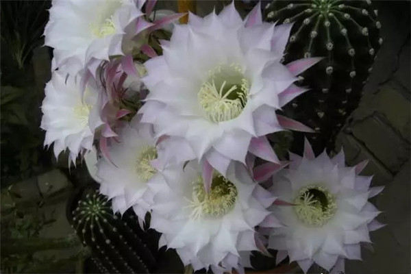 如何给你的仙人掌花授粉 如何给你的仙人掌花授粉