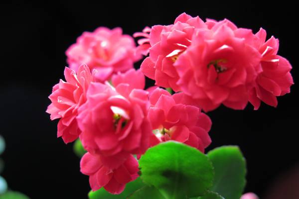 长寿花夏季可以换盆吗 长寿花夏季可以换盆吗