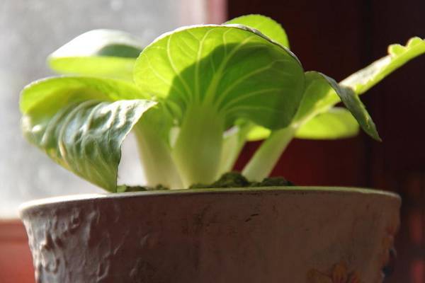 夏天适合种什么菜 夏天适合种什么菜