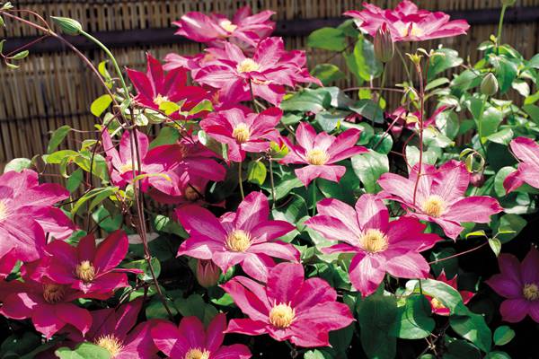 「经验」铁线莲夏季养护方法 「经验」铁线莲夏季养护方法