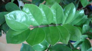 金钱树怎么浇水施肥 - 花百科