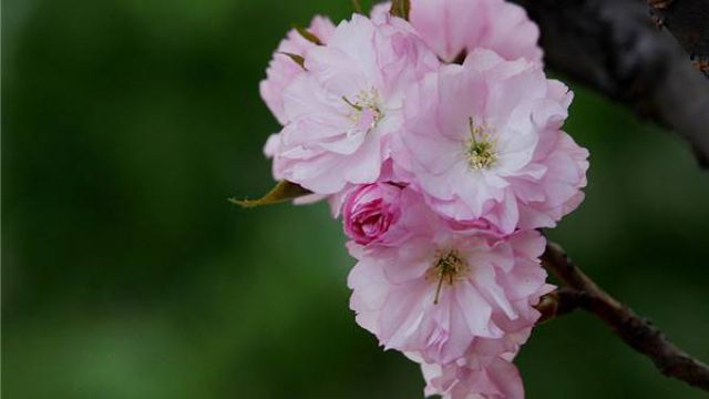 西府海棠怎么繁殖 西府海棠怎么繁殖