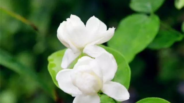 如何让你的茉莉开满花盆 如何让你的茉莉开满花盆