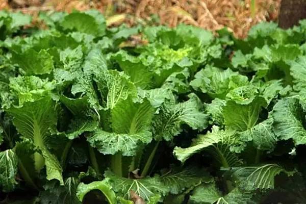 夏季盆栽蔬菜6大养护秘诀 夏季盆栽蔬菜6大养护秘诀