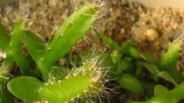 火龙果盆栽种植方法 火龙果盆栽种植方法