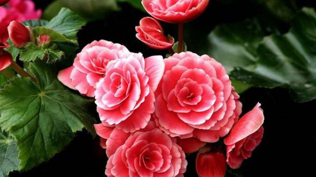 丽格海棠什么时候开花 丽格海棠什么时候开花