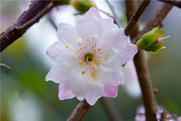 郁李的花语 郁李的花语