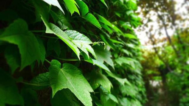 爬山虎怎么种植 爬山虎怎么种植