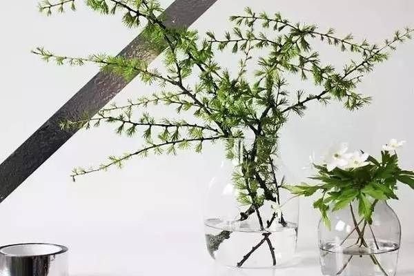 水培四季养护宝典 水培四季养护宝典