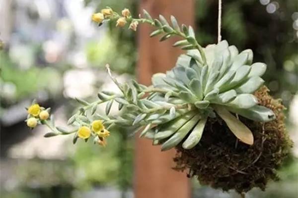 不用花盆也能养植物,真是省了不少钱 不用花盆也能养植物,真是省了不少钱
