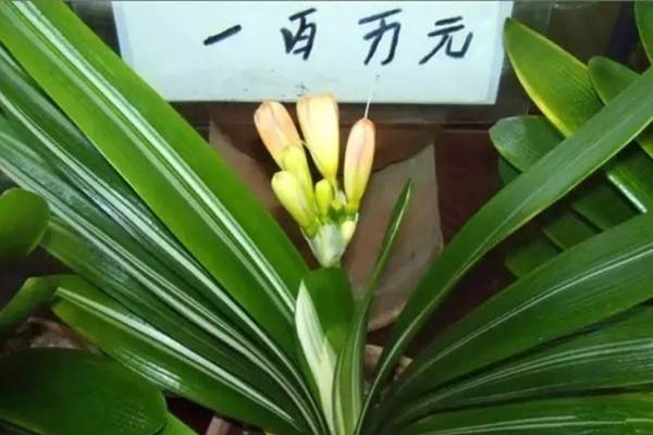12招教你如何辨别优劣君子兰 12招教你如何辨别优劣君子兰
