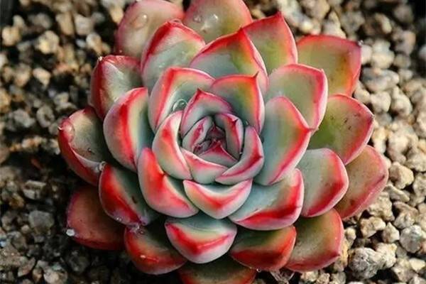多肉植物如何长成大个子 多肉植物如何长成大个子