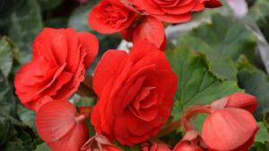 丽格海棠养殖方法