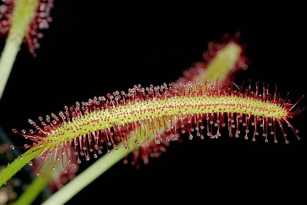 茅膏菜的养殖方法和注意事项 茅膏菜的养殖方法和注意事项