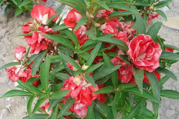 茶花凤仙的养殖方法和注意事项 茶花凤仙的养殖方法和注意事项
