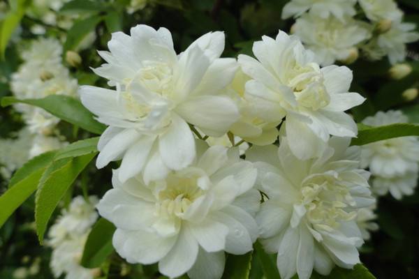 木香花的养殖方法和注意事项 木香花的养殖方法和注意事项