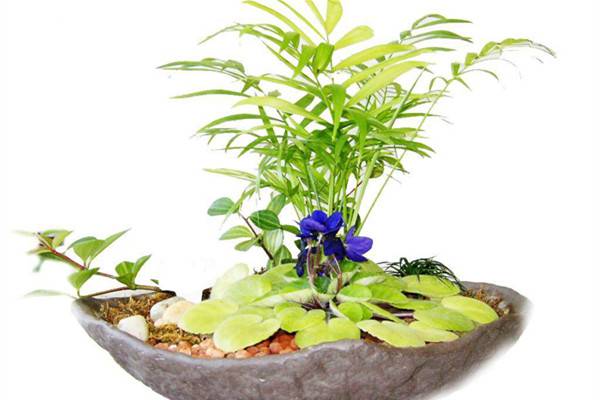 家里的花草这样弄,保证你爱不释手 家里的花草这样弄,保证你爱不释手
